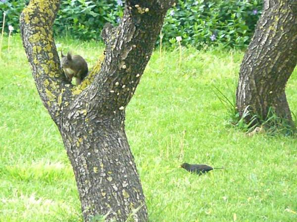 Trogirsunset Apartments