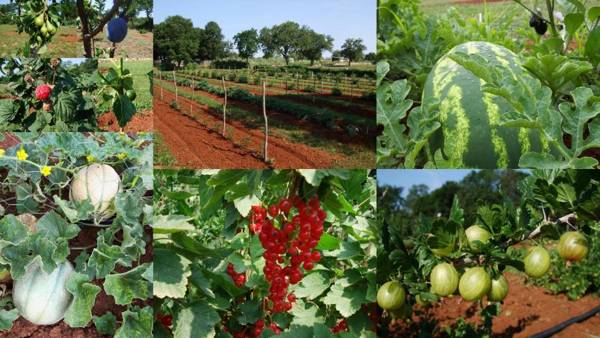 Margerita Apartment & Studio