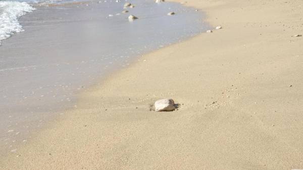 Luxury Seafront Apartment Banje