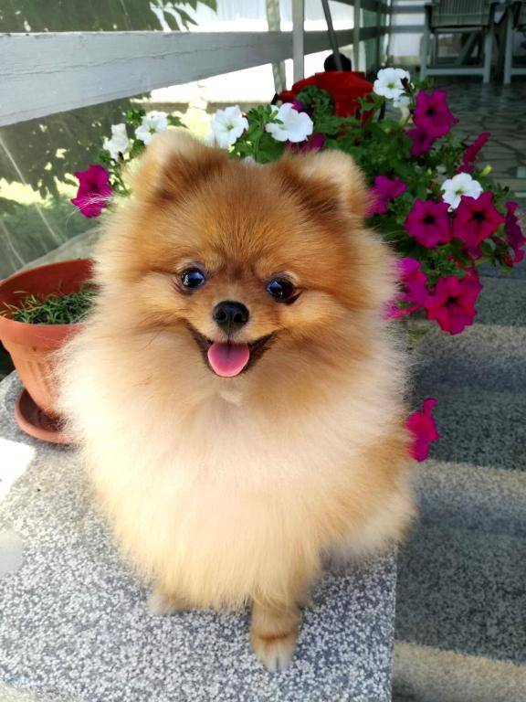 Apartman i sobe Corina