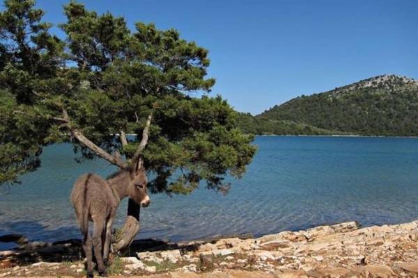 Apartment Lordanic Zaglav Dugi otok