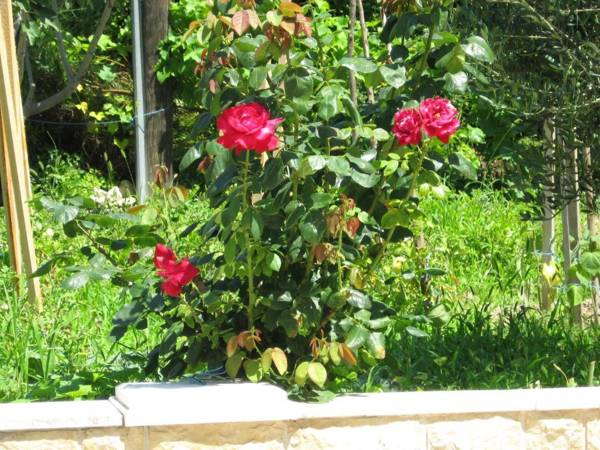 Apartments Božana - with parking