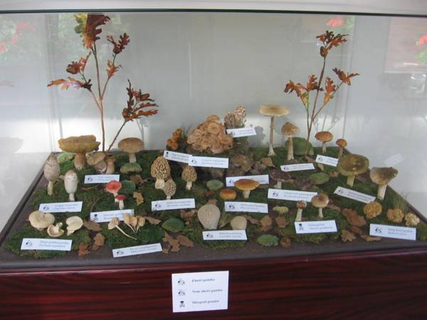 Apát Panzió és Étterem