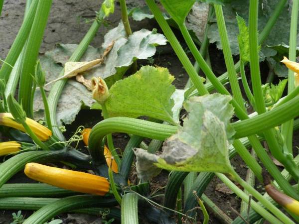 Gyümölcsöskert Szálláshely