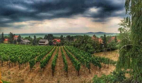 Bacchus Apartman - Borbarlang Badacsony