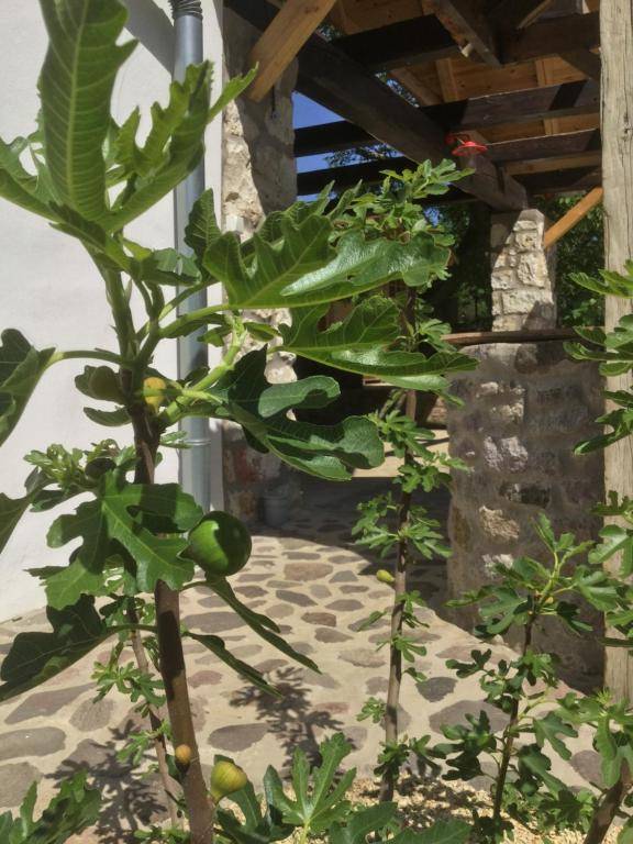 Vitamin B63 Vendégház