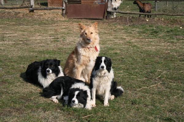 Malomdűlő Farmház