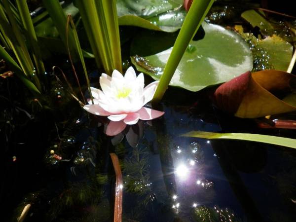 Napsugár Vendégház