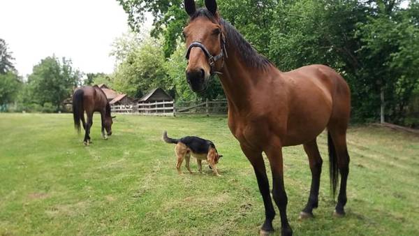 Zöld Oliva Apartman