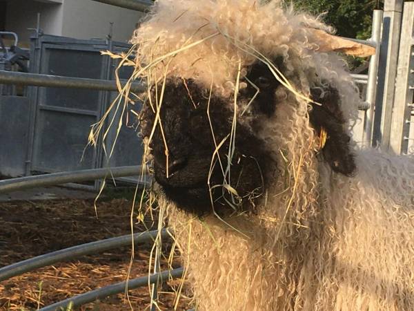 Kishosszúrét Vendégház