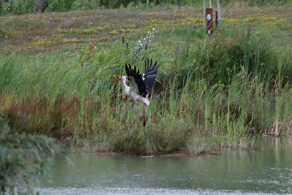 Pimpernel Piknik Park