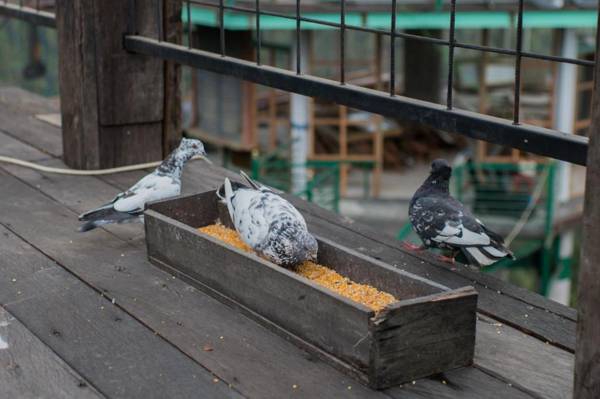 Munduk Heaven Luxury Villas