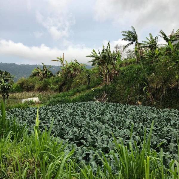 BUYAN LODGE lake view villa