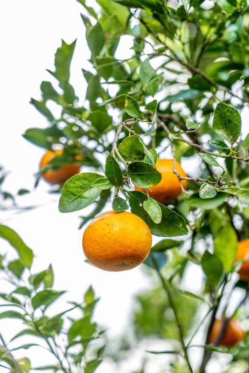 Sandan Agro Resort Kintamani