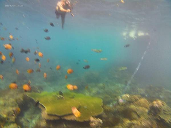 Agung Pring Homestay