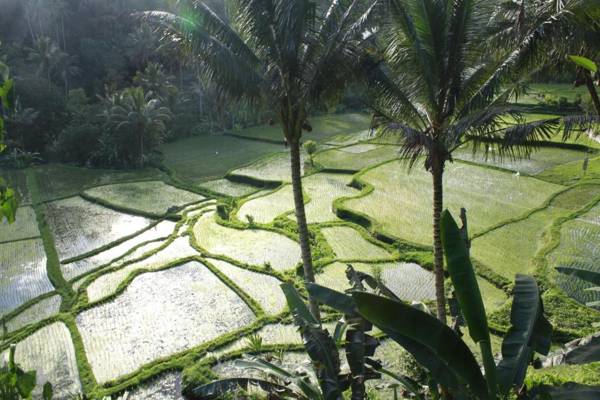 Junjungan Ubud Hotel and Spa