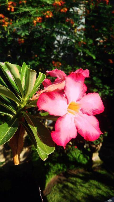 Candra Asri Bungalows