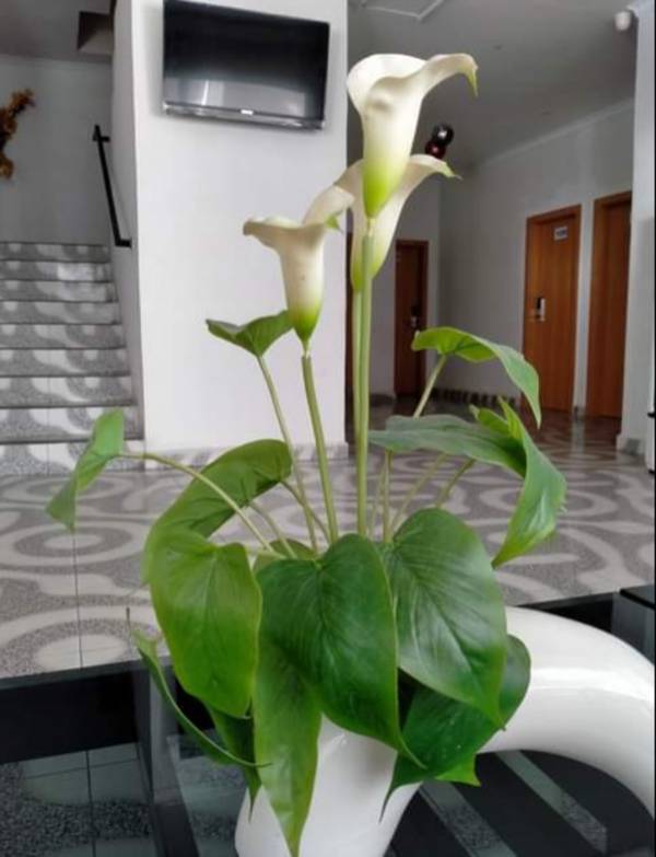 Orchid Pasific Hotel