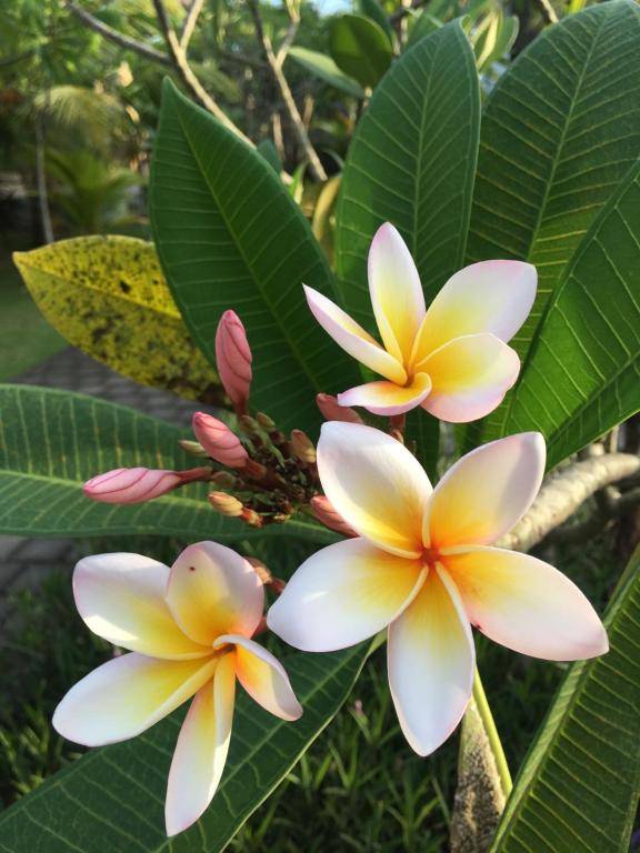 Arjuna Uluwatu Guest House
