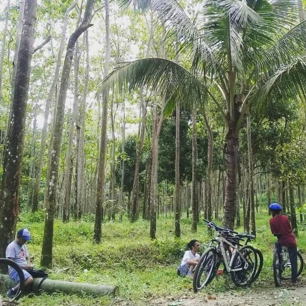 Rumah Daun Homestay Tetebatu