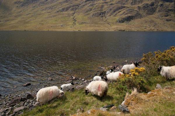 Cottage 194 - Leenane
