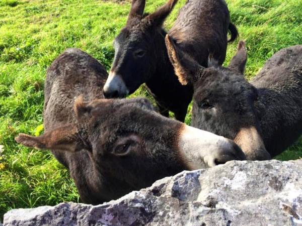 Ballyvaughan Cottages