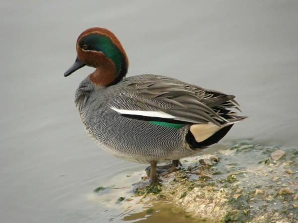 Jordan Valley Birding Lodge