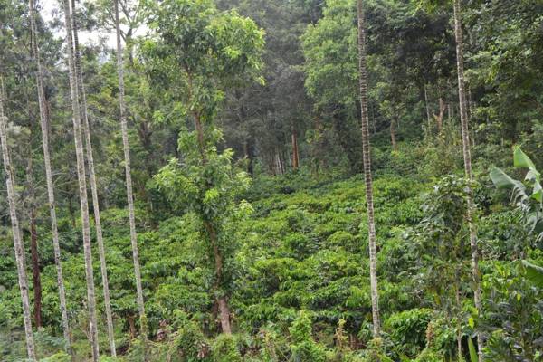 Stream Garden Mountain Resort