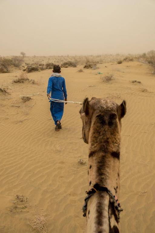 Lazy Camel Safari Camp