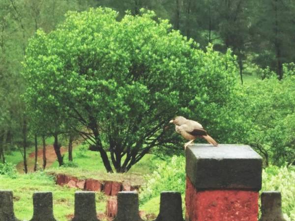Whispering Woods Farmstay Amba (Entire Place)