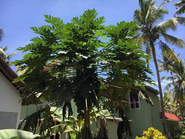 Divine Bliss Beach Resort