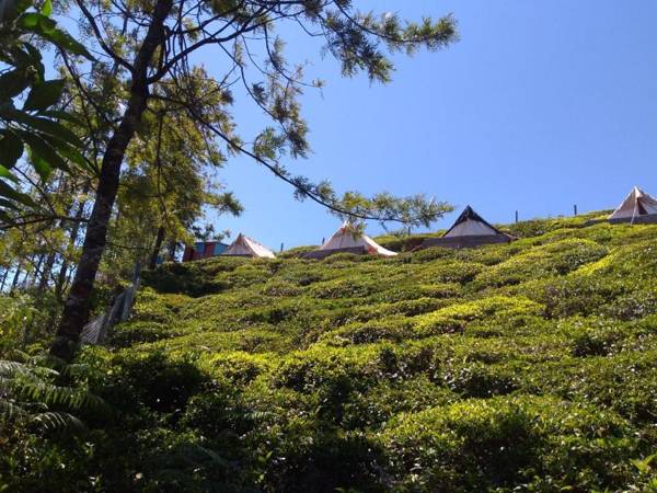 JFR Campsite Ooty