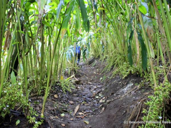 Beaumont Plantation Retreat
