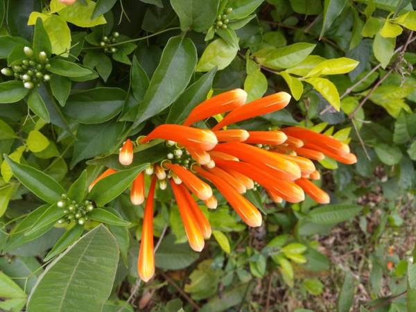 Gowrikere Homestay Coorg