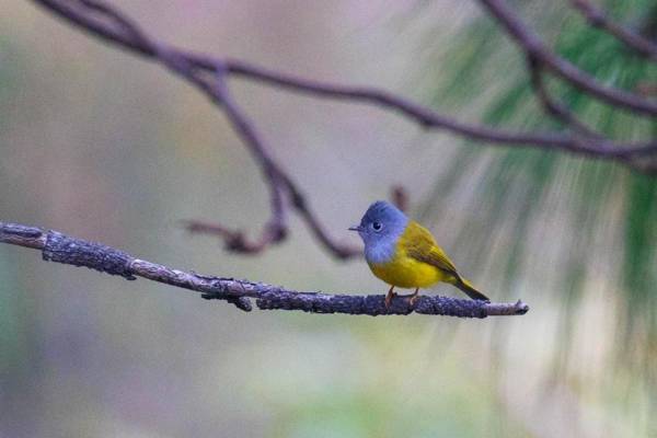 StayVista at Serendipity