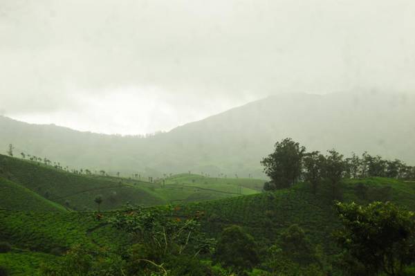 Munnar valley view