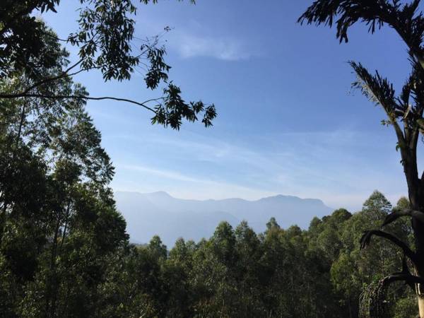 Golden Fern by platina