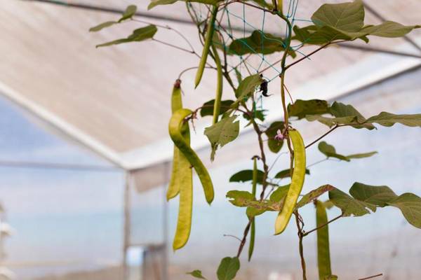 Pleasant Hill Resort