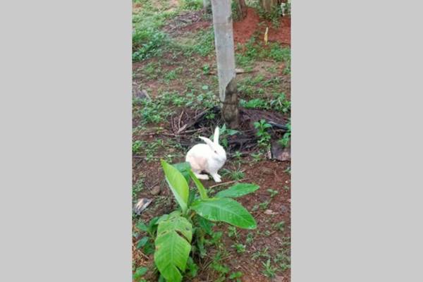 NIDHIVANA FARMS & RESORT bakrebail-salethoor rd Mangalore