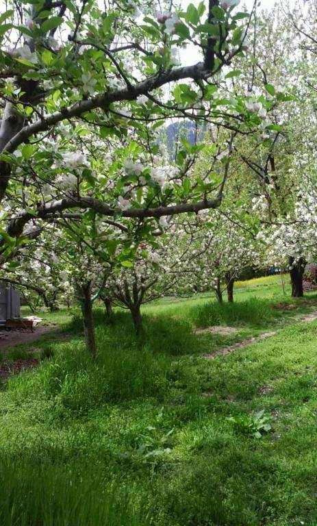 The Paradise Old Manali