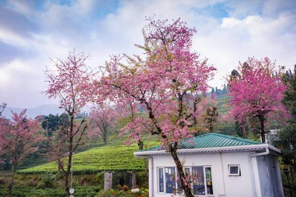 Eco Adventure Resorts The Temi Bungalow