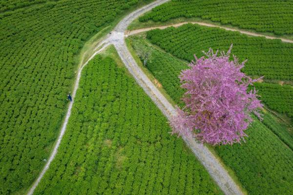 Eco Adventure Resorts The Temi Bungalow