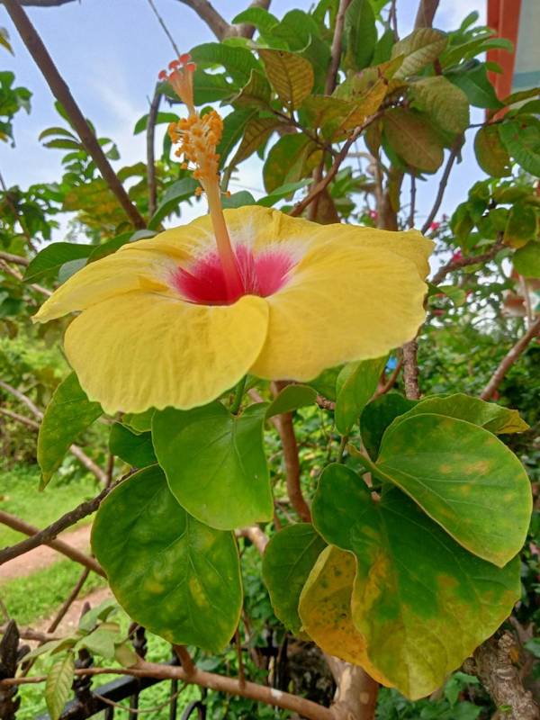 The Sovva Serene Stay