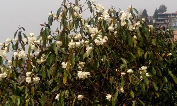 Sunakhari Homestay Darjeeling