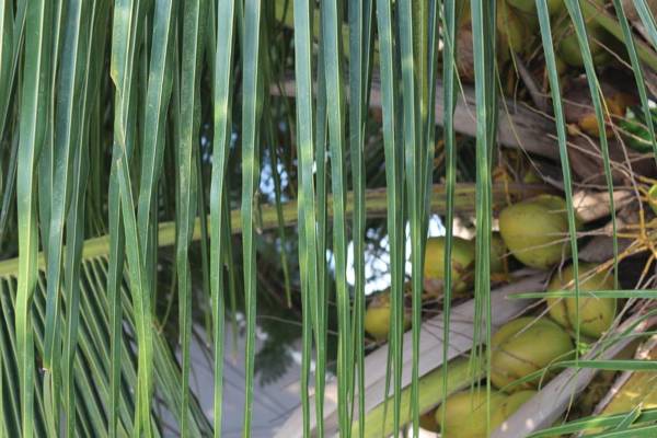 SaiRenu Residency near Maruthamalai and ISHA Adiyogi