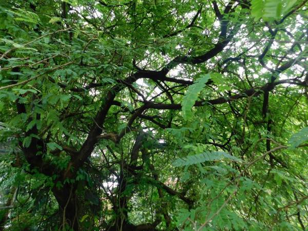 Green Woods Bethlehem