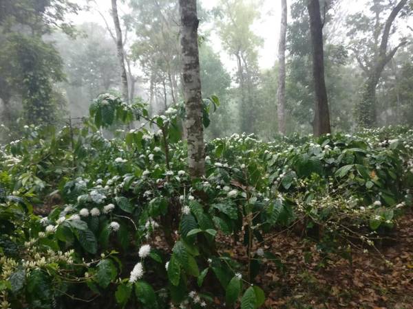 Robin Woods Homestay