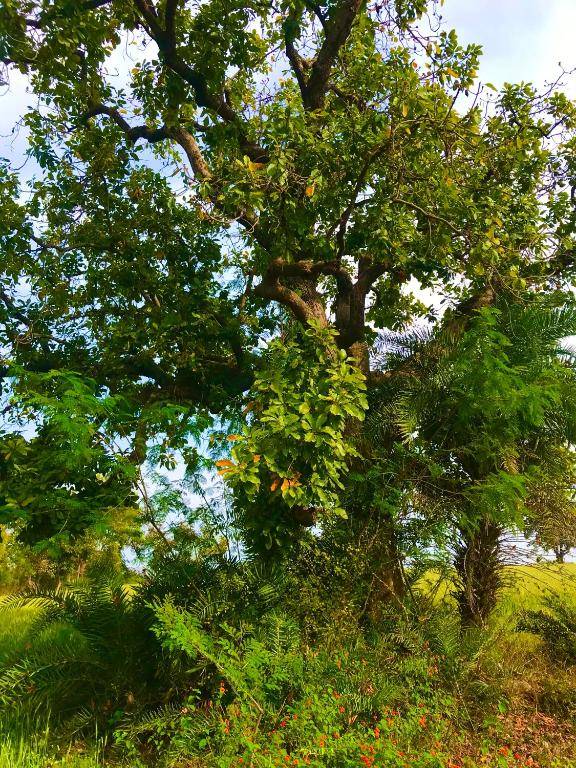 Maji Homestay Khajuraho