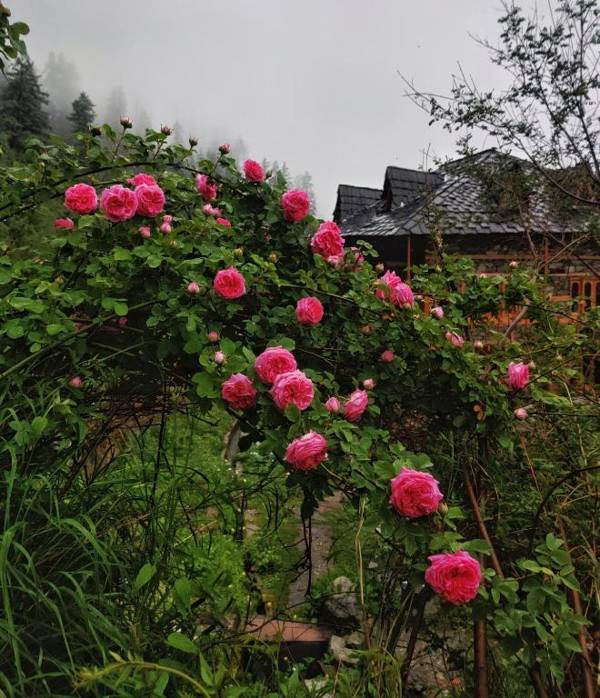 Old Brahma Homestay