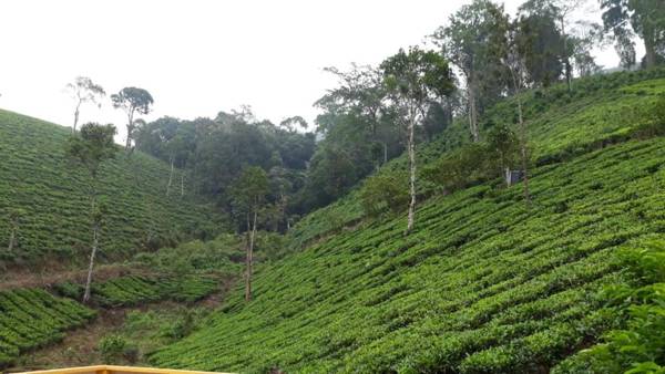 Tea Trees Service Villas